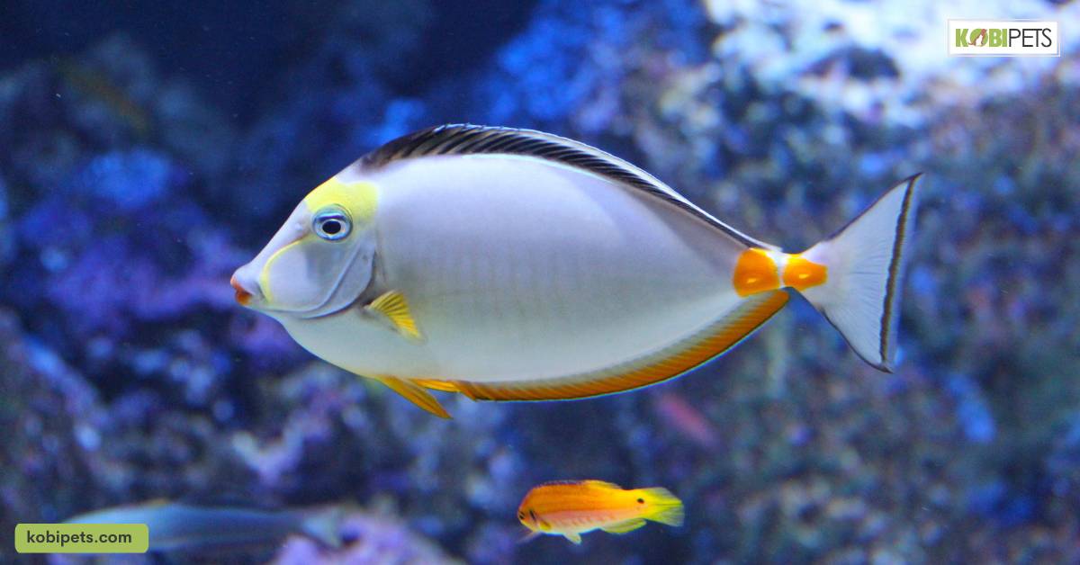 Physical Symptoms of Sick Fish