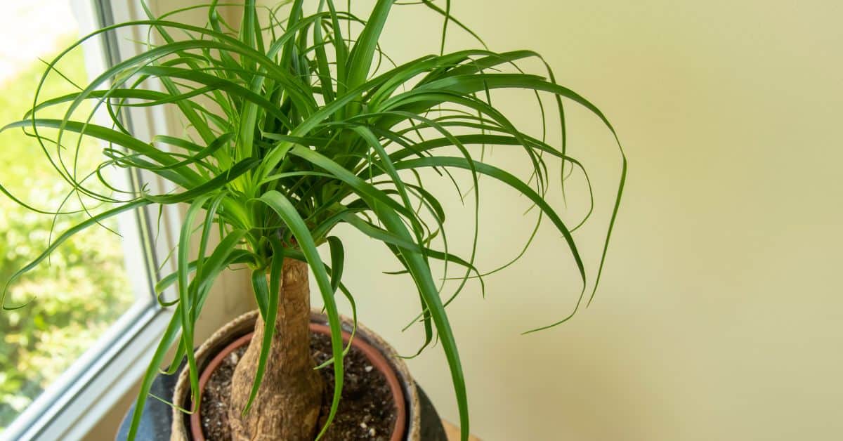 Ponytail Palm