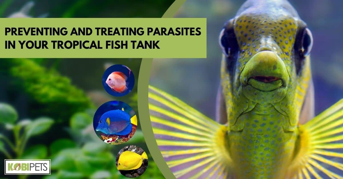 Preventing and Treating Parasites in Your Tropical Fish Tank