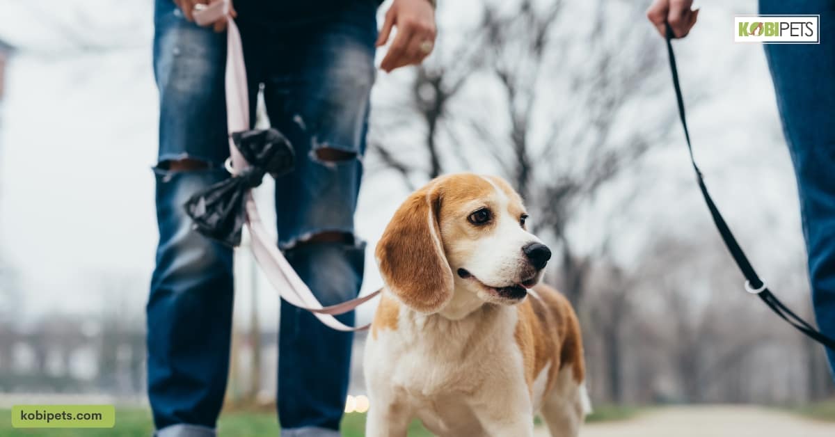 Prevention of Pet Dog Bites