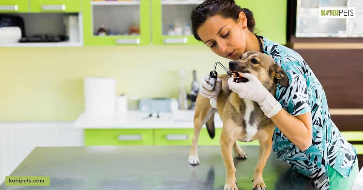Professional Dental Care for Pets
