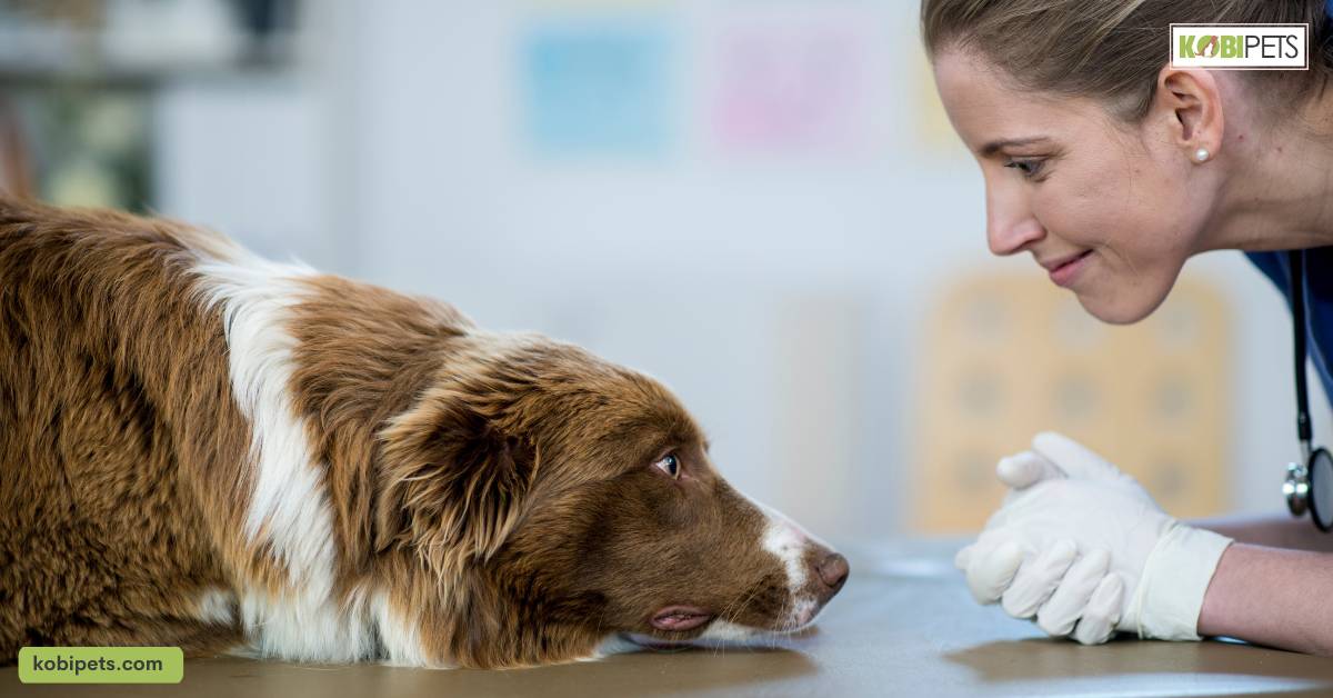 Professional Treatment Options for Dog Anxiety