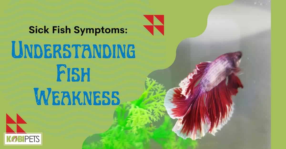 Sick Fish Symptoms - Understanding Fish Weakness