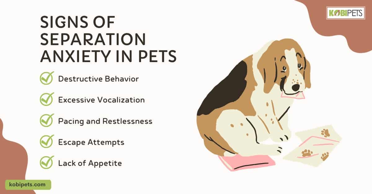 Signs of Separation Anxiety in Pets