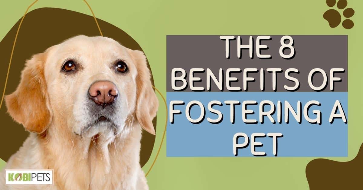 The 8 Benefits of Fostering a Pet