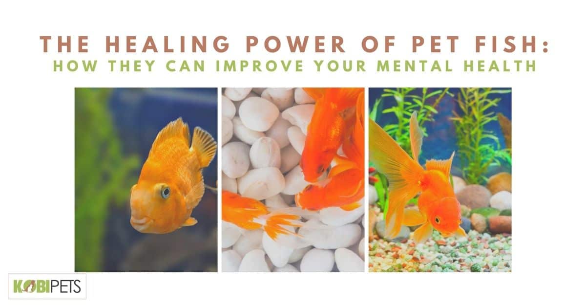 The Healing Power of Pet Fish_ How They Can Improve Your Mental Health