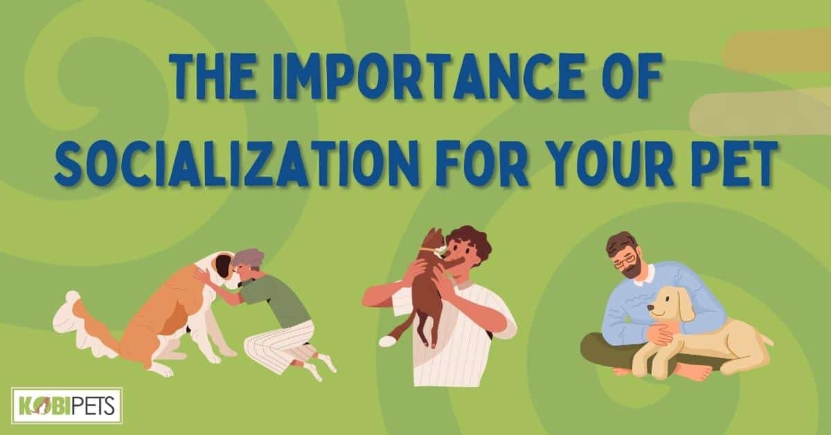 The Importance of Socialization for Your Pet