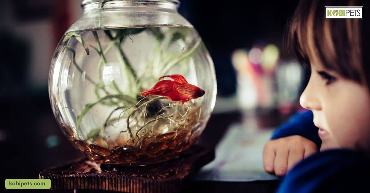 The Psychological Benefits of Having Pet Fish