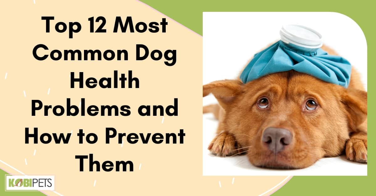 Top 12 Most Common Dog Health Problems and How to Prevent Them