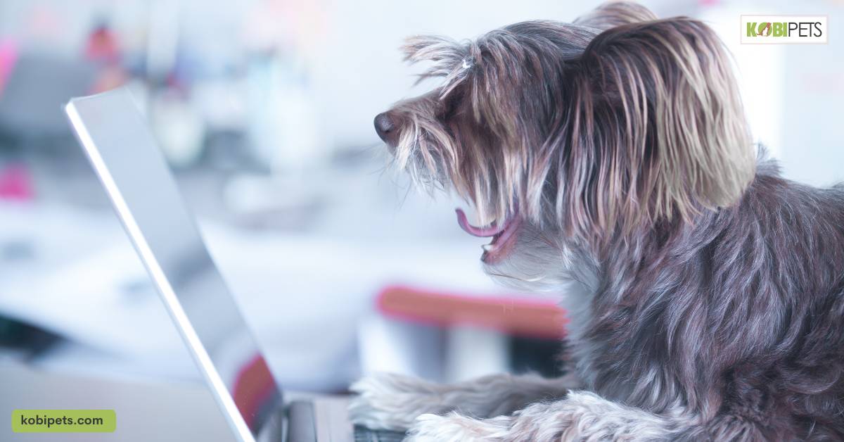 Use technology to interact with your pet remotely