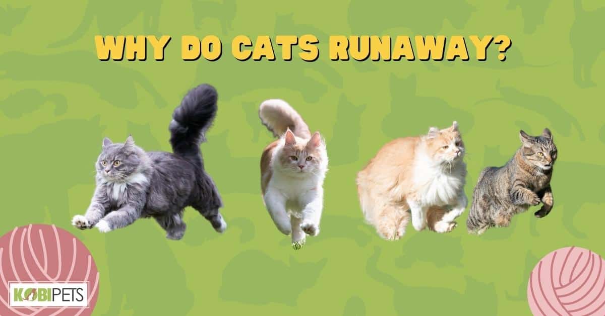 Why Do Cats Runaway