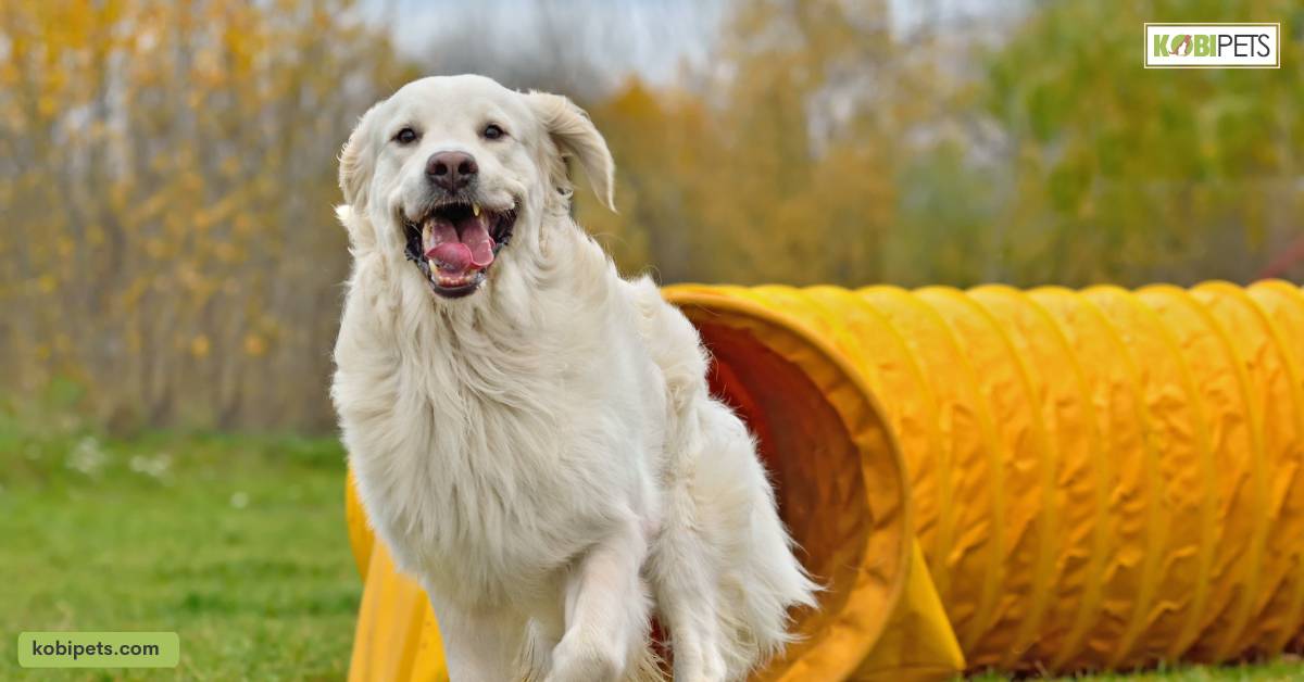 agility training