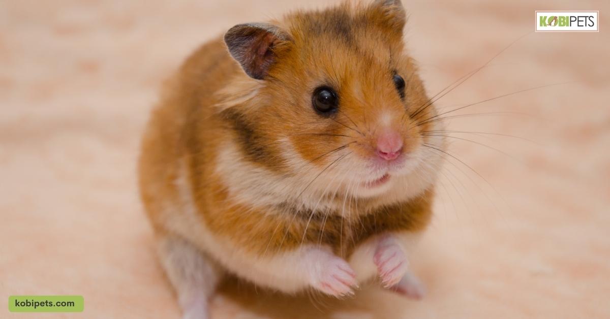 Hamsters are nocturnal animals