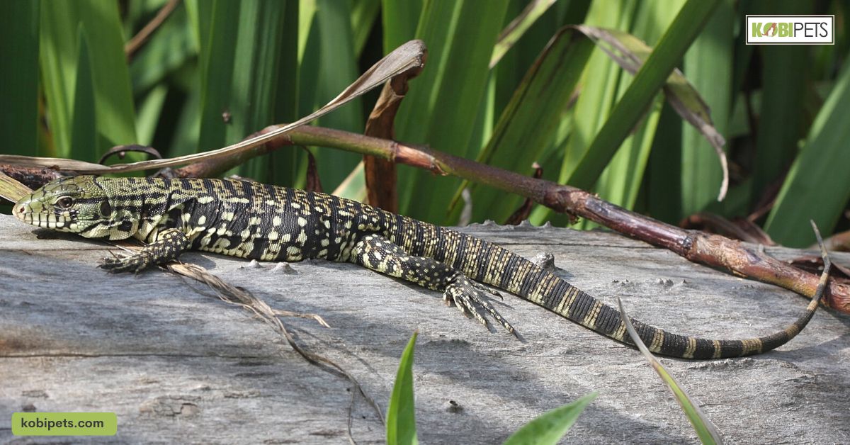 Argentine Tegu (Tupinambis Teguixin Nigropunctatus)