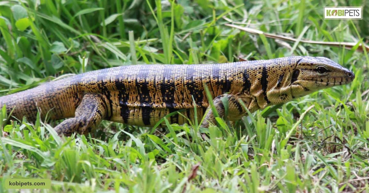 Colombian Gold Tegu (Tupinambis Teguixin)