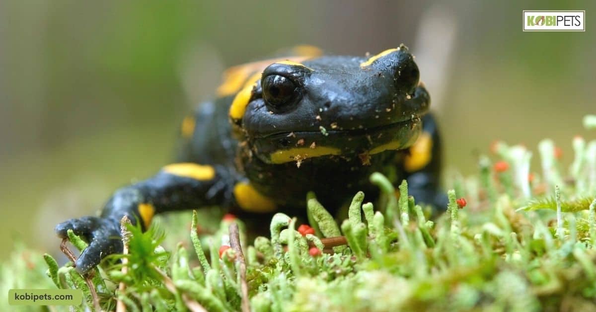 Feeding Frequency and Quantity for Salamanders