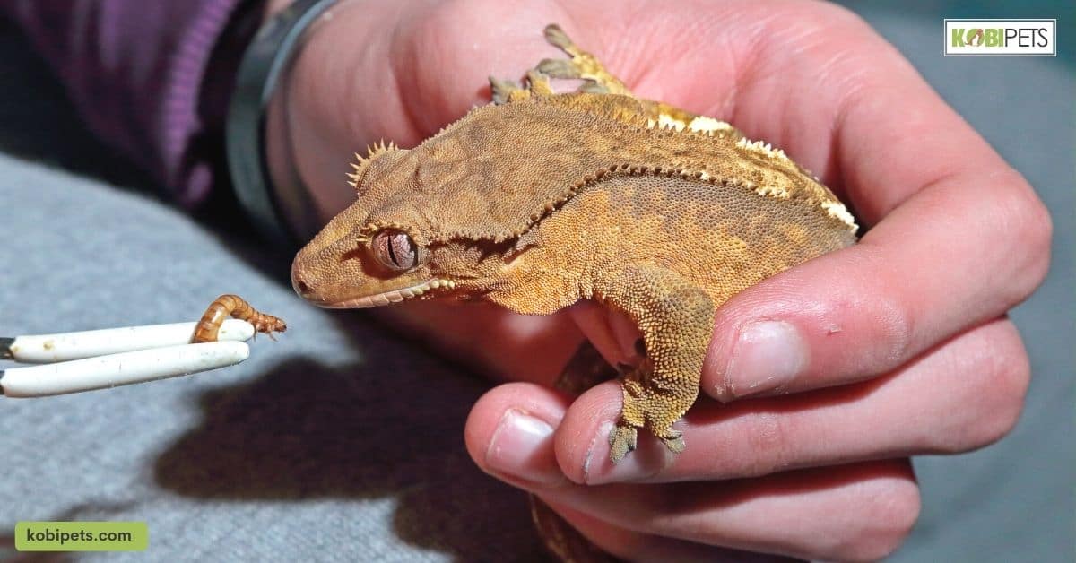 Feeding Your Crested Gecko_ Dietary Needs and Habits