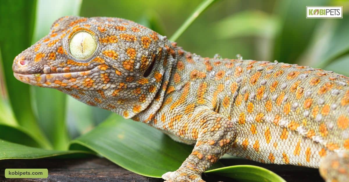 Tokay Gecko (Gekko)