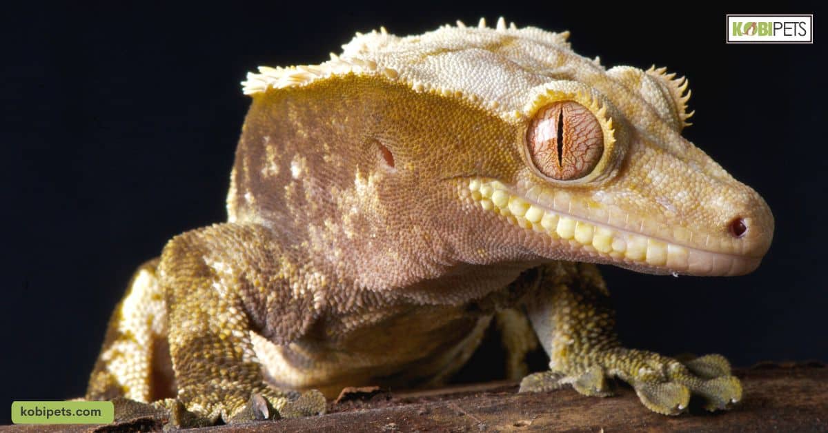 Common Health Issues and How to Help Your Gecko