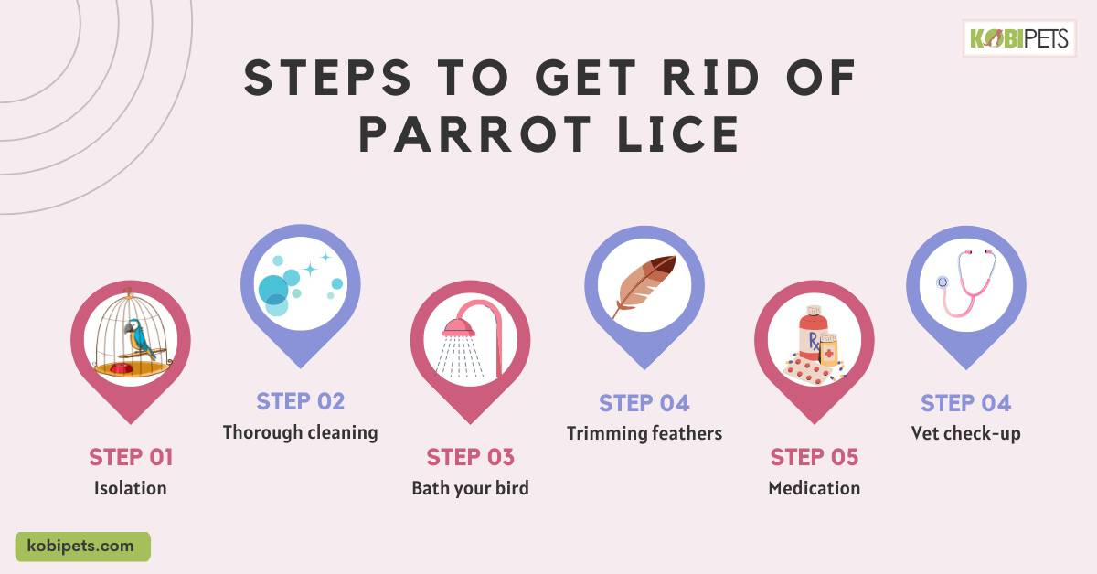Steps to Get Rid of Parrot Lice