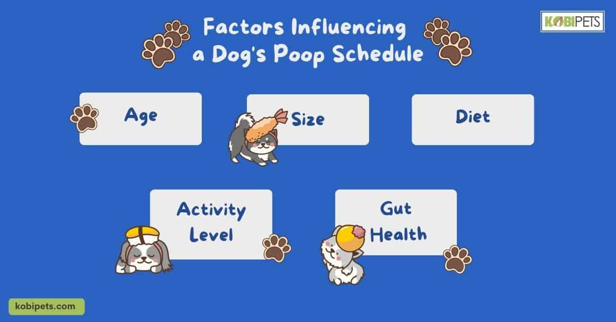 Factors Influencing a Dog's Poop Schedule