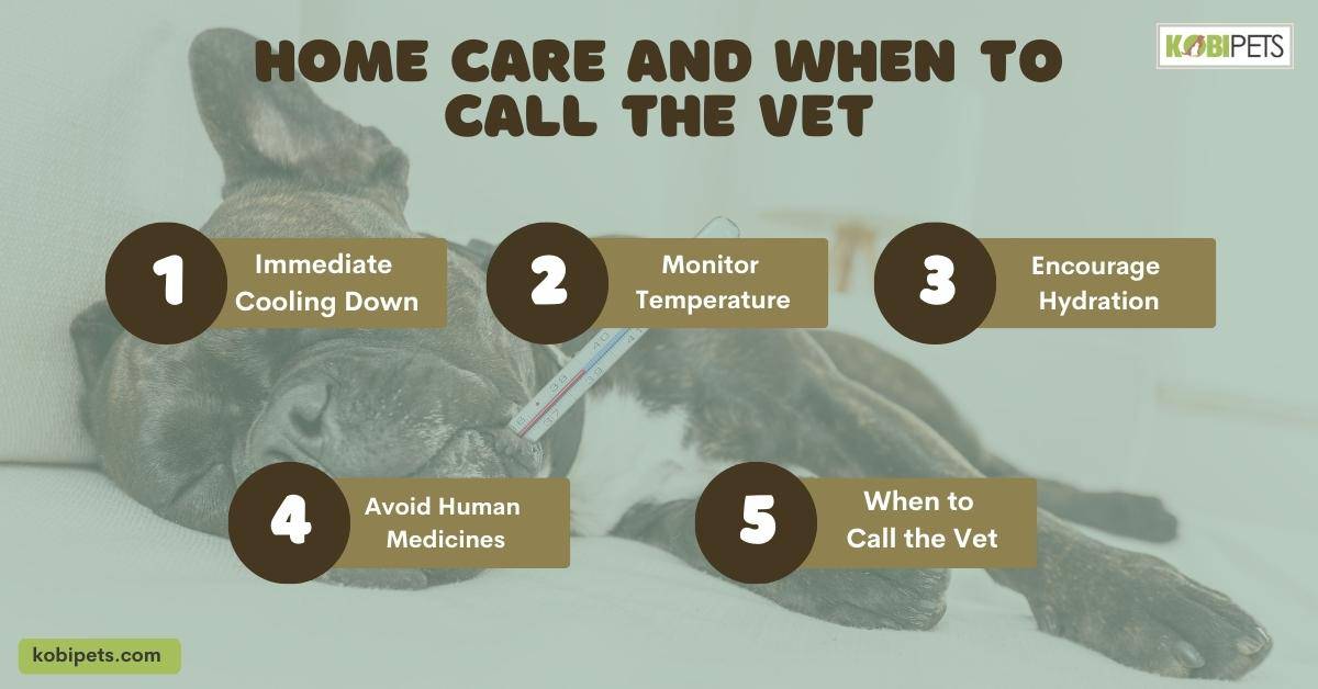 Home Care and When to Call the Vet