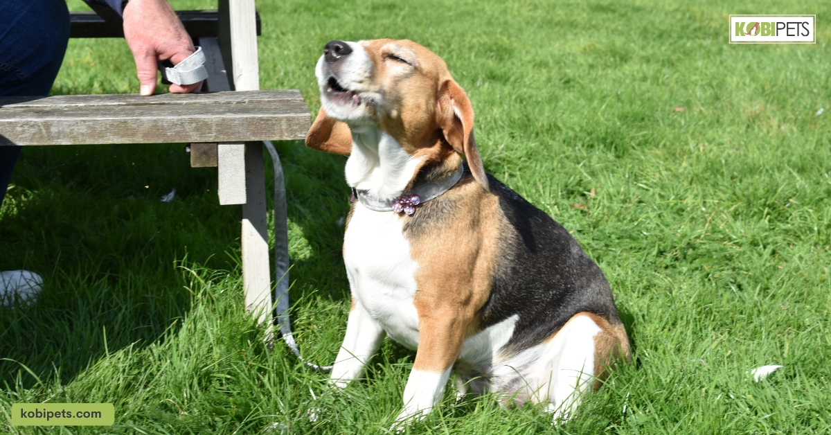 Beagles Can Be Loud