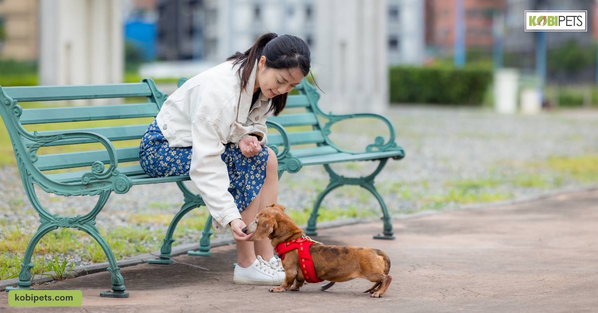 Keep Training Sessions with Your Dachshund Short and Sweet