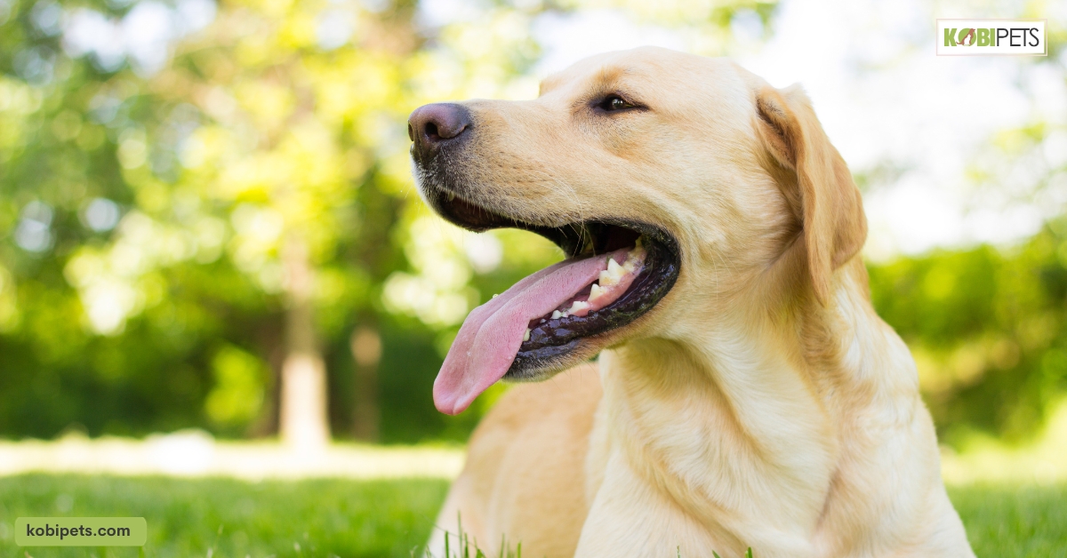 Labradors Have the Doggy Smell