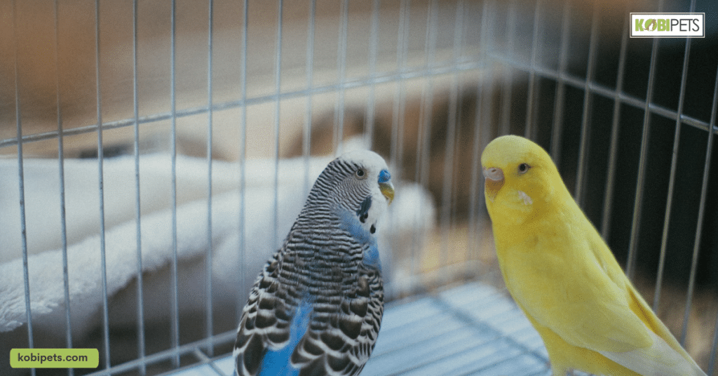 7 Must-Have Accessories for a Happy Pet Bird - Kobi Pets