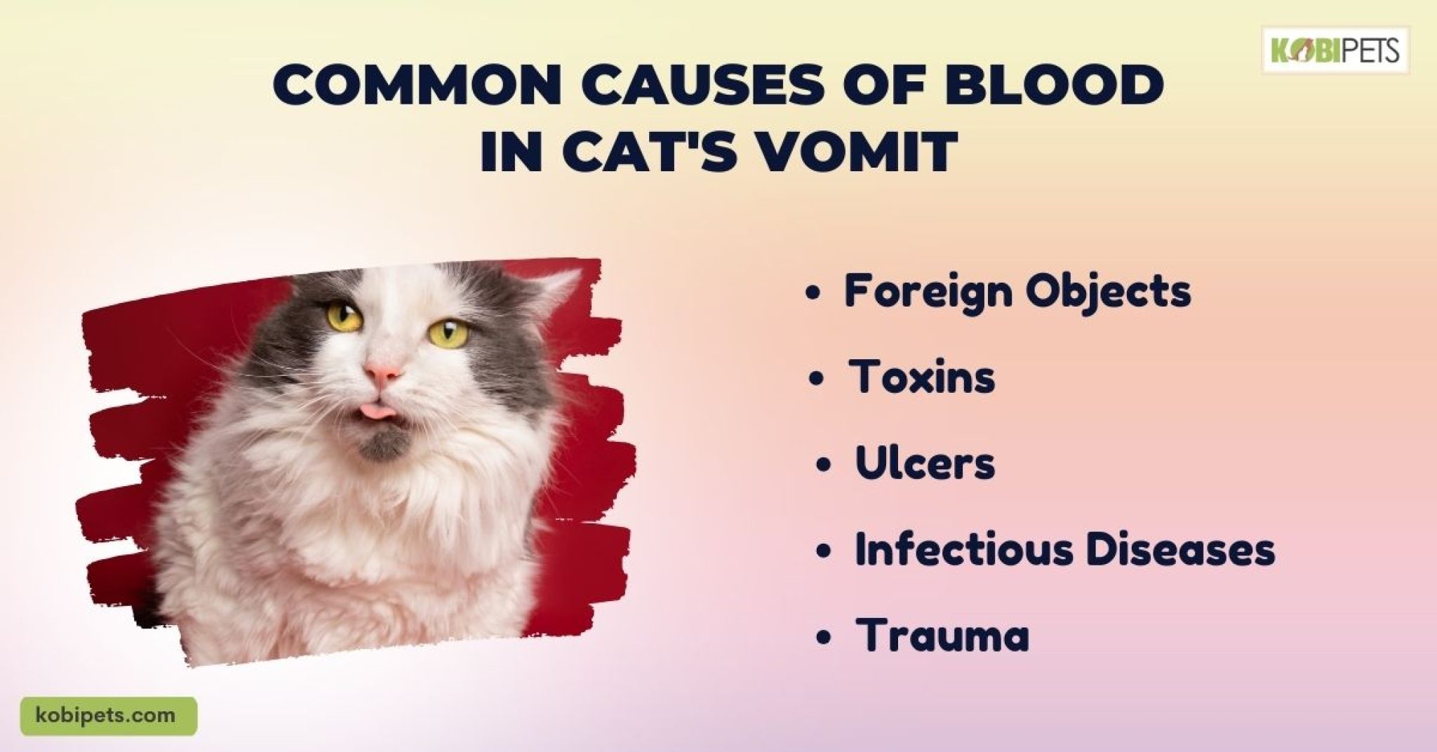 Why Is My Cat Vomiting Blood? Kobi Pets