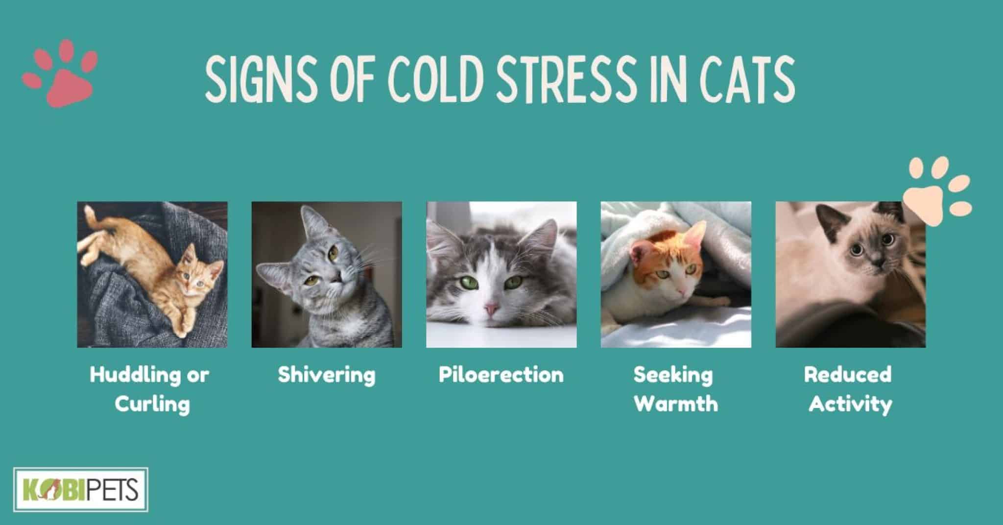 How Cold is Too Cold for Cats? Kobi Pets