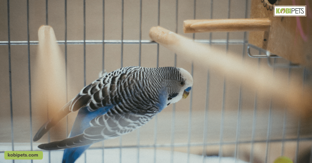 7 Must-Have Accessories for a Happy Pet Bird - Kobi Pets