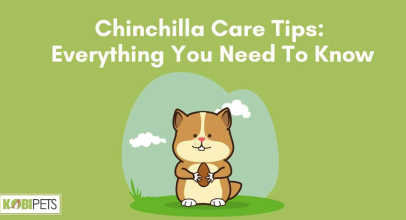 Chinchilla Care Tips: Everything You Need To Know