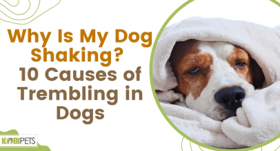 Why Is My Dog Shaking? 10 Causes of Trembling in Dogs