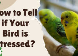 How to Tell if Your Bird is Stressed?