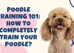 Poodle Training 101: How to Completely Train Your Poodle?