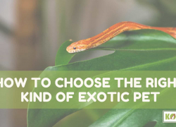 How to Choose the Right Kind of Exotic Pet