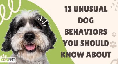 13 Unusual Dog Behaviors You Should Know About