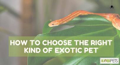 How to Choose the Right Kind of Exotic Pet