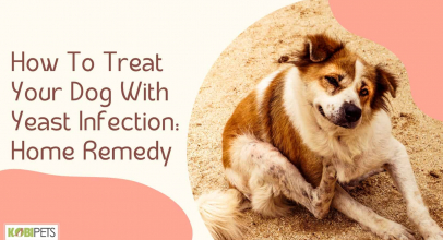 How To Treat Your Dog With Yeast Infection: Home Remedy