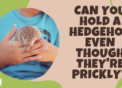 Can You Hold a Hedgehog Even Though They’re Prickly?