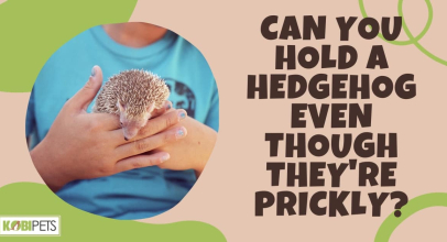 Can You Hold a Hedgehog Even Though They’re Prickly?