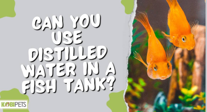 Can You Use Distilled Water In A Fish Tank?