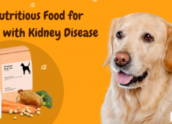 10 Nutritious Food for Dogs with Kidney Disease