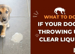 What To Do if Your Dog Is Throwing Up Clear Liquid