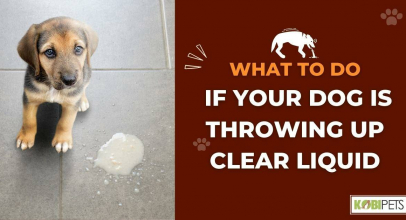 What To Do if Your Dog Is Throwing Up Clear Liquid