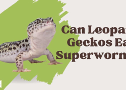 Can Leopard Geckos Eat Superworms?