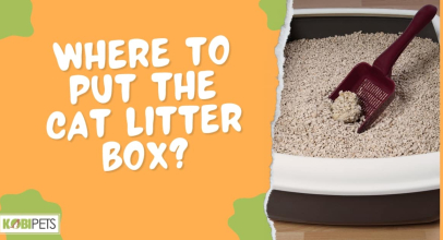 Where to Put the Cat Litter Box?