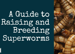 A Guide to Raising and Breeding Superworms